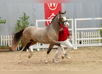 German Riding Pony, Stallion, 3 years, 14,1 hh, Dun