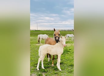 German Riding Pony, Stallion, 15 years, 14.2 hh, Dunalino