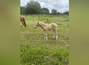 German Riding Pony, Stallion, Foal (04/2024), 10 hh, Palomino