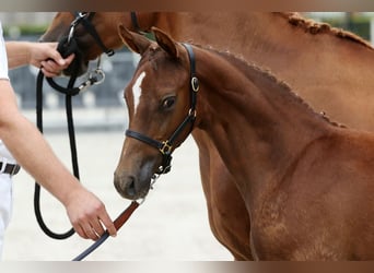 German Riding Pony, Stallion, Foal (05/2025), 11,1 hh, Chestnut