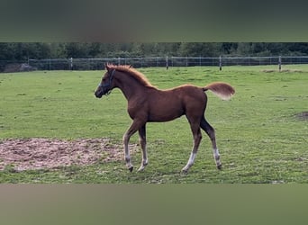 German Riding Pony, Stallion, Foal (05/2025), 11,1 hh, Chestnut