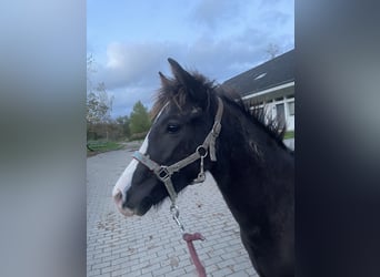 German Riding Pony Mix, Stallion, Foal (04/2023), 12.2 hh, Dun