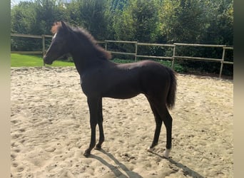 German Riding Pony, Stallion, Foal (05/2024), 13,2 hh, Black