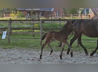 German Riding Pony, Stallion, Foal (04/2024), 14.1 hh, Bay-Dark