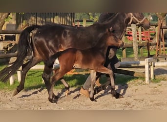 German Riding Pony, Stallion, Foal (04/2024), 14.1 hh, Bay-Dark