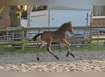 German Riding Pony, Stallion, Foal (04/2024), 14.1 hh, Bay-Dark