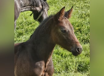 German Riding Pony, Stallion, Foal (04/2024), 14.1 hh, Bay-Dark