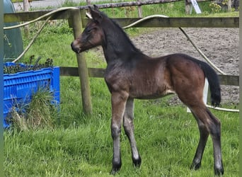 German Riding Pony, Stallion, Foal (04/2024), 14.1 hh, Bay-Dark