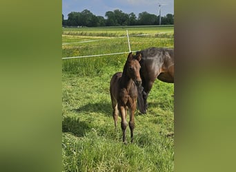 German Riding Pony, Stallion, Foal (04/2024), 14.1 hh, Bay-Dark