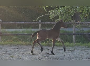 German Riding Pony, Stallion, Foal (04/2024), 14.1 hh, Bay-Dark