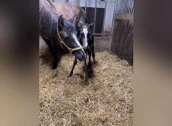 German Riding Pony, Stallion, , 14.1 hh, Black
