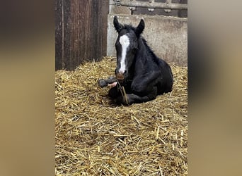 German Riding Pony, Stallion, , 14.1 hh, Black