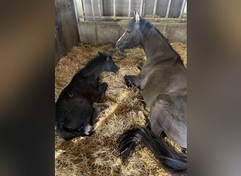 German Riding Pony, Stallion, , 14.1 hh, Black