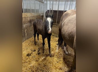 German Riding Pony, Stallion, , 14.1 hh, Black