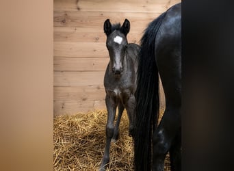 German Riding Pony, Stallion, Foal (04/2026), 14.1 hh, Black