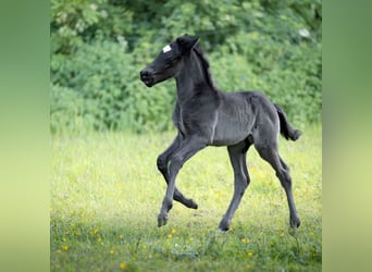 German Riding Pony, Stallion, Foal (04/2026), 14.1 hh, Black