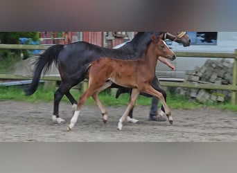 German Riding Pony, Stallion, Foal (04/2024), 14.1 hh, Brown