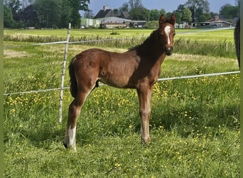 German Riding Pony, Stallion, Foal (04/2024), 14.1 hh, Brown