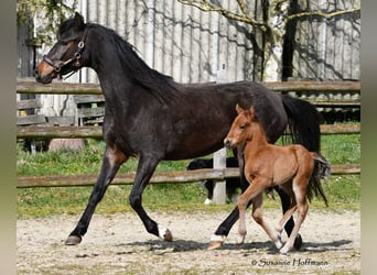 German Riding Pony, Stallion, , 14.1 hh, Brown