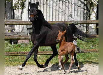 German Riding Pony, Stallion, , 14.1 hh, Brown