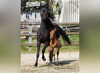 German Riding Pony, Stallion, , 14.1 hh, Brown