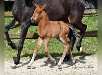 German Riding Pony, Stallion, , 14.1 hh, Brown