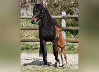 German Riding Pony, Stallion, , 14.1 hh, Brown