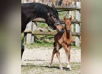 German Riding Pony, Stallion, , 14.1 hh, Brown