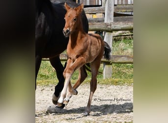 German Riding Pony, Stallion, , 14.1 hh, Brown