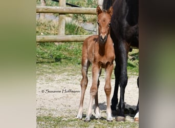 German Riding Pony, Stallion, , 14.1 hh, Brown
