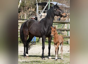 German Riding Pony, Stallion, , 14.1 hh, Brown