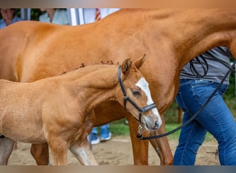 German Riding Pony, Stallion, Foal (06/2024), 14.1 hh, Chestnut-Red