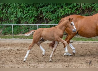 German Riding Pony, Stallion, Foal (06/2024), 14.1 hh, Chestnut-Red