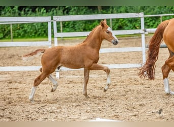 German Riding Pony, Stallion, Foal (06/2024), 14.1 hh, Chestnut-Red