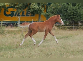 German Riding Pony, Stallion, Foal (03/2023), 14.1 hh, Chestnut-Red