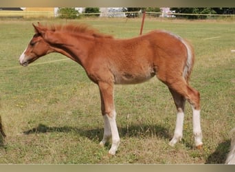 German Riding Pony, Stallion, Foal (03/2023), 14.1 hh, Chestnut-Red
