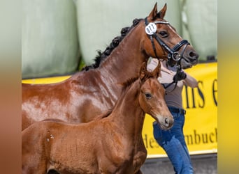 German Riding Pony, Stallion, Foal (04/2026), 14.1 hh, Chestnut-Red