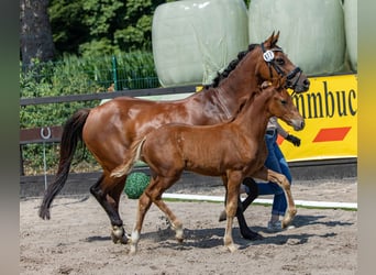 German Riding Pony, Stallion, Foal (04/2026), 14.1 hh, Chestnut-Red