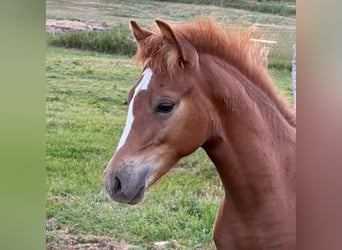 German Riding Pony, Stallion, Foal (04/2026), 14.1 hh, Chestnut-Red