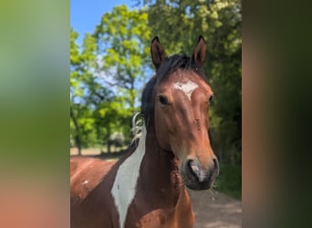 German Riding Pony, Stallion, , 14.1 hh, Chestnut-Red