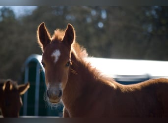 German Riding Pony, Stallion, , 14.1 hh, Chestnut-Red