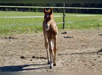 German Riding Pony, Stallion, , 14.1 hh, Chestnut-Red