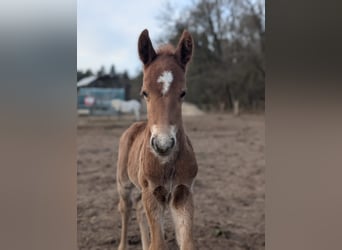 German Riding Pony, Stallion, , 14.1 hh, Chestnut-Red
