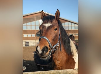 German Riding Pony, Stallion, , 14.1 hh, Chestnut-Red