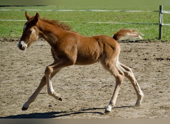 German Riding Pony, Stallion, , 14.1 hh, Chestnut-Red