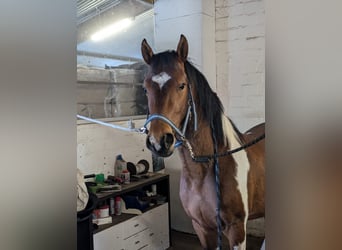 German Riding Pony, Stallion, , 14.1 hh, Chestnut-Red