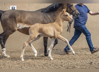 German Riding Pony, Stallion, Foal (04/2024), 14.1 hh, Dun