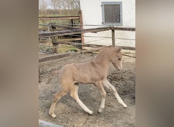 German Riding Pony, Stallion, , 14.1 hh, Palomino
