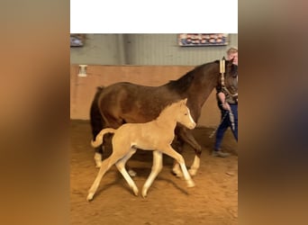German Riding Pony, Stallion, , 14.1 hh, Palomino