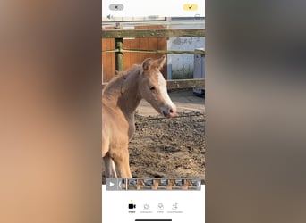 German Riding Pony, Stallion, , 14.1 hh, Palomino